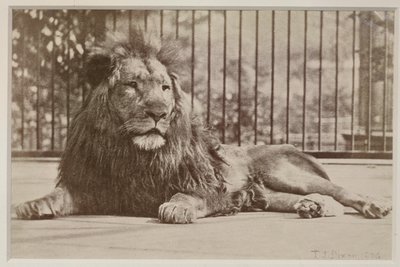 Lion en cage, 1879 - T.J. Dixon